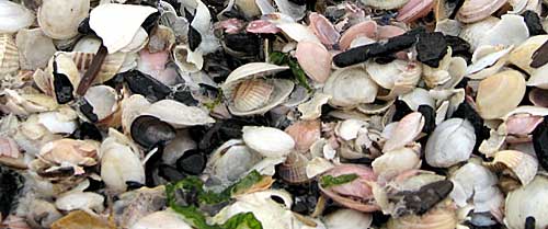 Usedom ist ein Paradies für Muschelsammler. Wer Glück hat, kann auch ein Stückchen Bernstein entdecken.